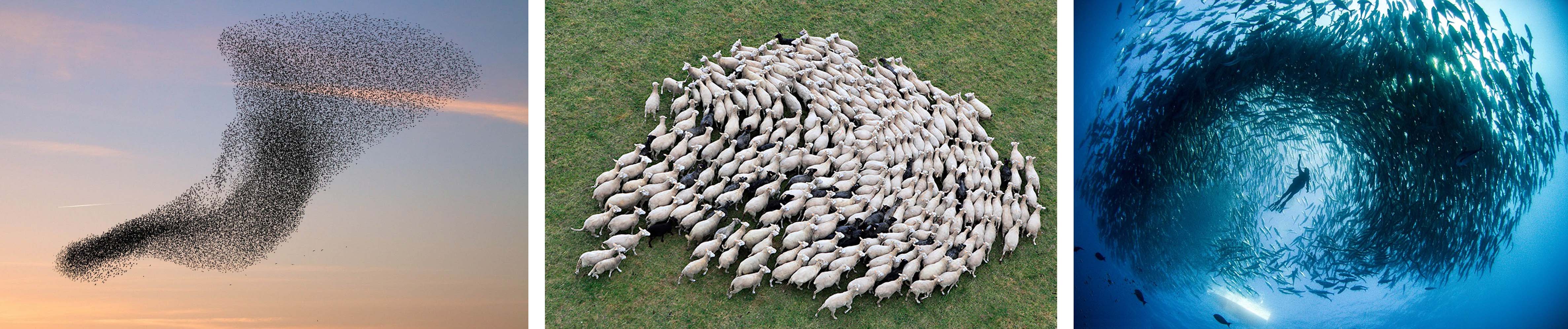 Flocking observed in fish, sheep and birds. Image from www.google.com
